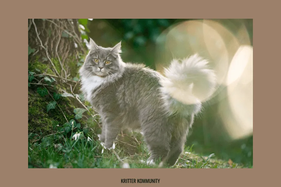 Unveiling the Charm: Understanding Maine Coon Cat Behavior  