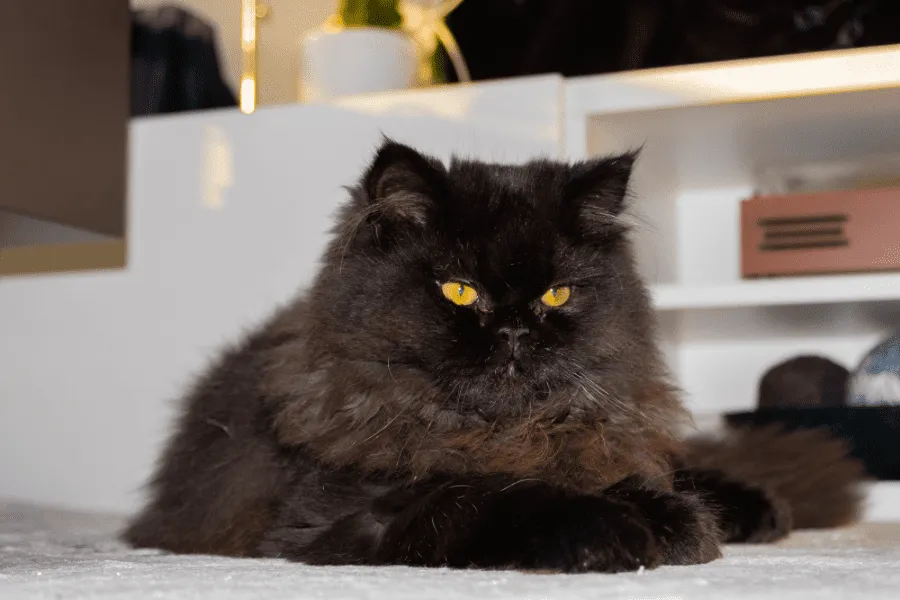 black-Persian-cat