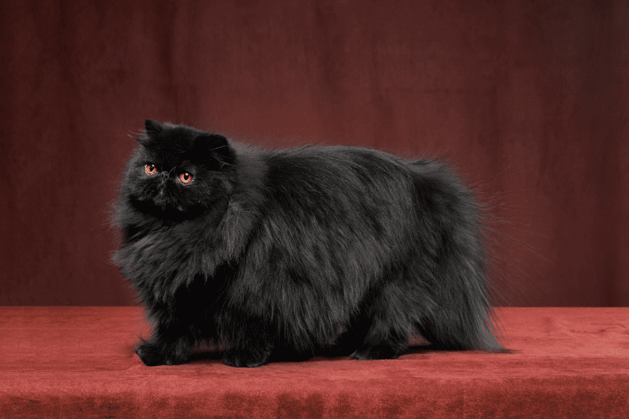 Black Persian Cats