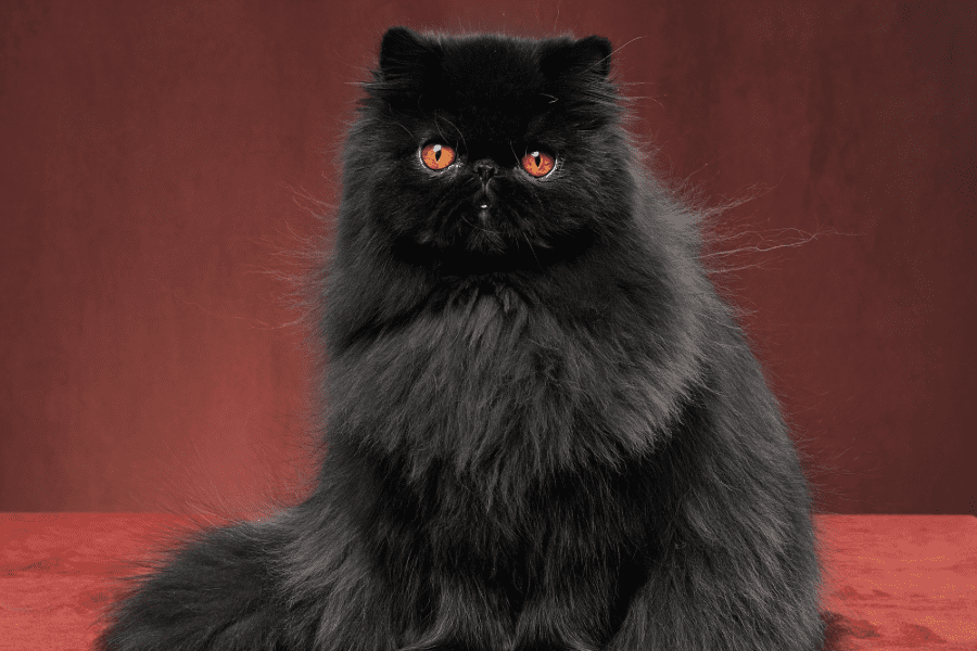 Black Persian Cat With Gold Eyes