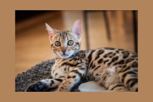 bengal-cats-are-they-fun-pets