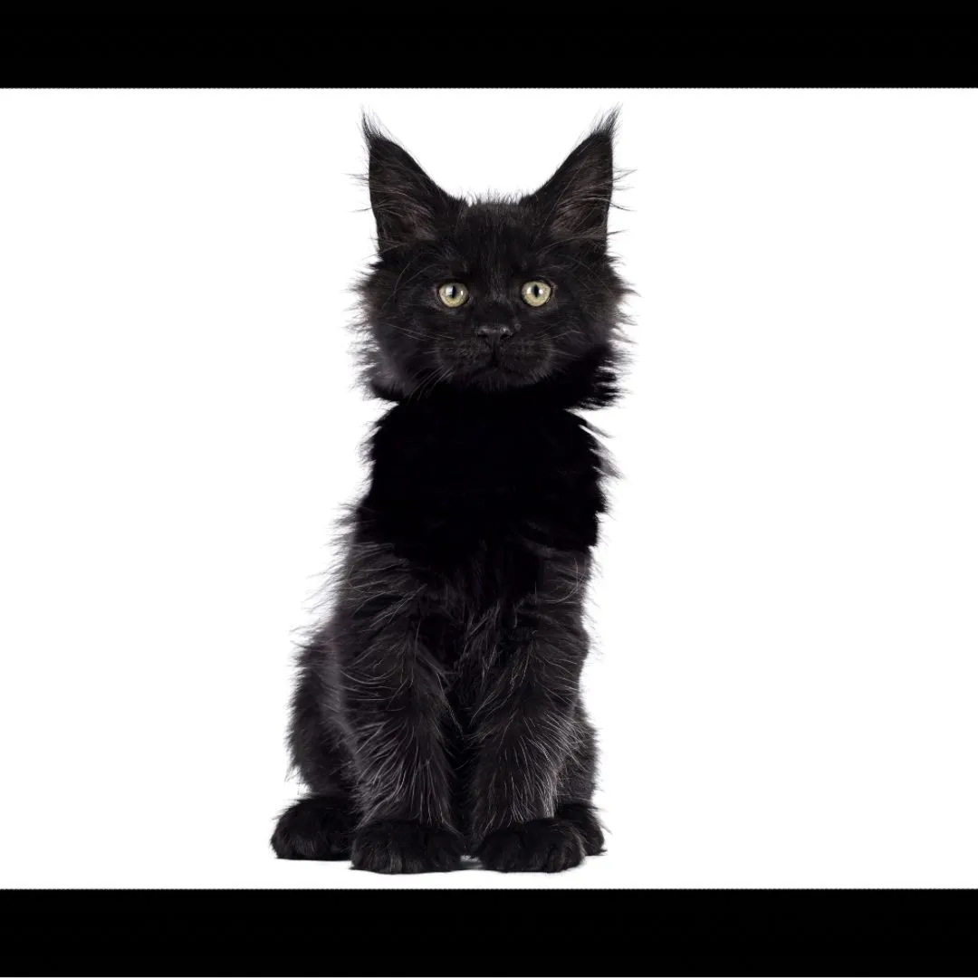black-maine-coon-cat-pin1