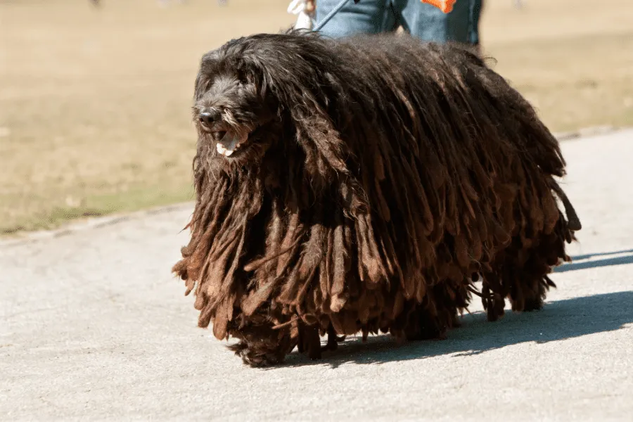 Everything You Need to Know About Mop Dogs
