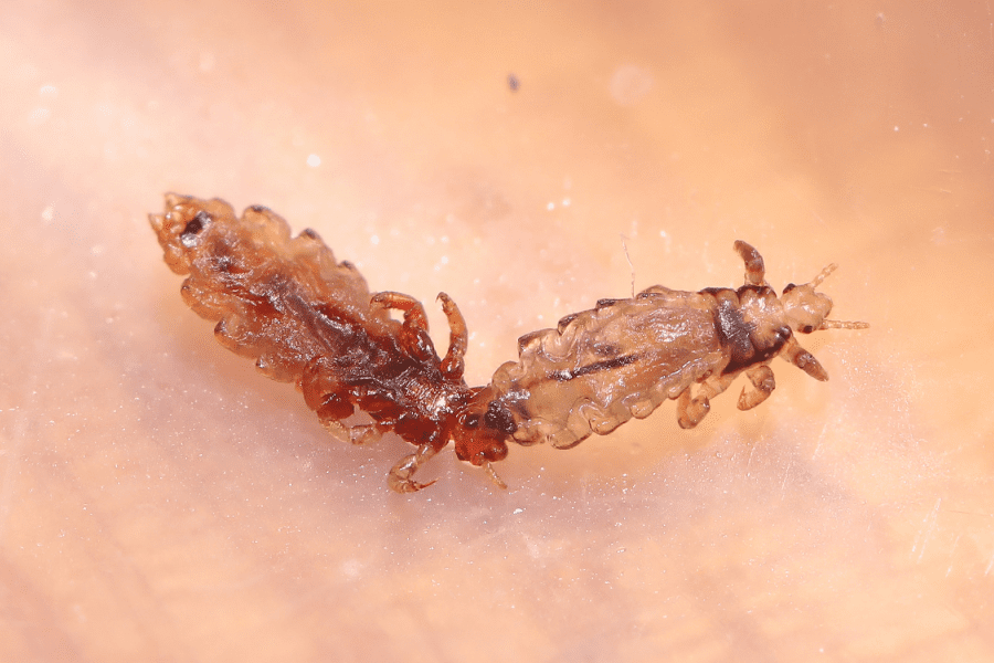 Understanding Lice in Cats Causes, Symptoms, and Treatment • Kritter Kommunity