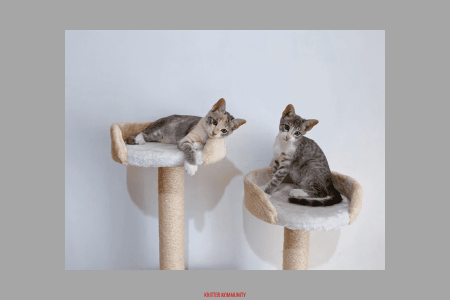 Functional clearance cat furniture