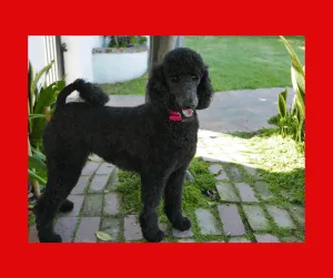 standard-poodle-rescue-pin1