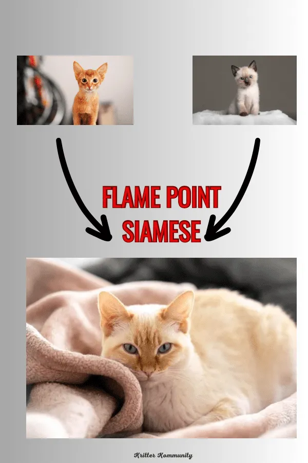 flame-point-siamese-pin1