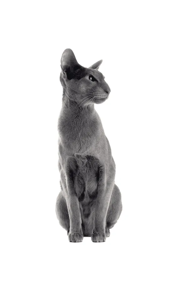 why-do-oriental-shorthairs-have-such-big-ears-pin1