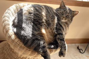Boho-cat-decor-2