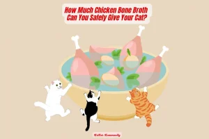 Can cats eat chicken clearance broth