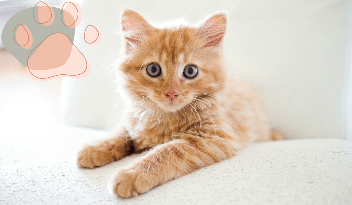 10 Names For Ginger Cats Male: Because 'garfield' Is Overrated 