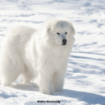 All-about-great-pyrenees