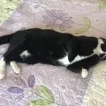 Why-cats-vomit
