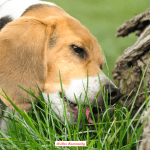 Why-do-dogs-eat-grass-outside