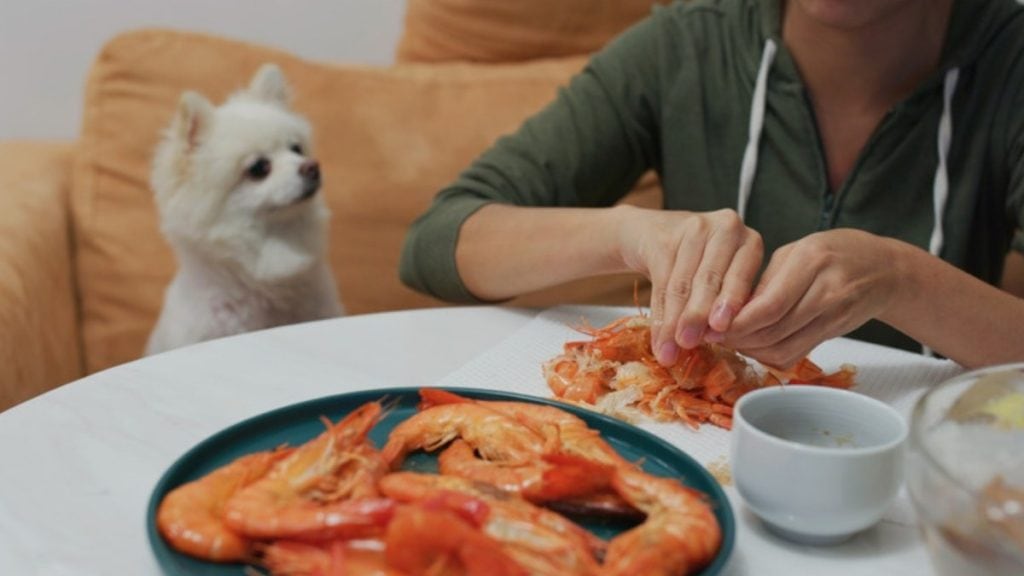 Prawn Shells Can Dogs Eat Shrimp? Shells, Tails & Safe Portions